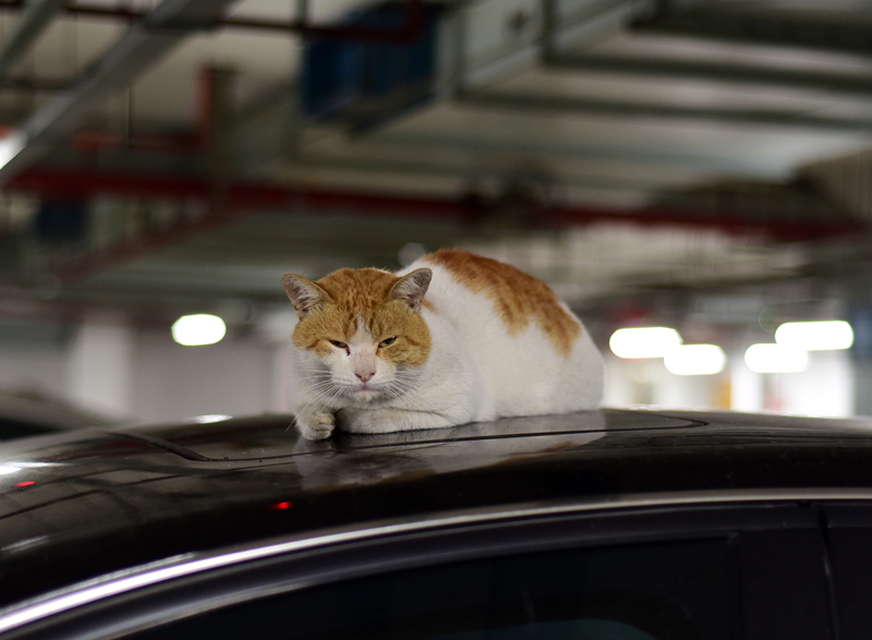 cat